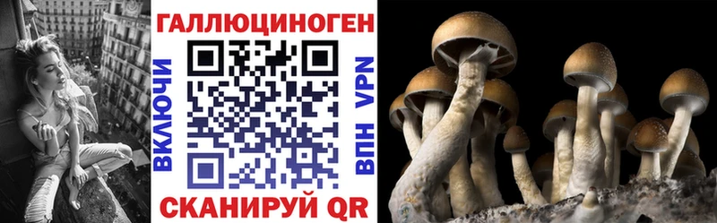 Галлюциногенные грибы Psilocybine cubensis  Кущёвская 